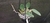 Cattleya walkeriana coerulea Bqorchids. na internet
