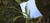 cattleya trianae albescens - comprar online