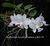 Cattleya walkeriana coerulea Bqorchids.