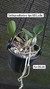 Cattleya walkeriana tipo A15 Lucília - comprar online