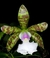 Cattleya Aclandiae alba Maria Severina x albescens Carolyne na internet