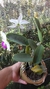 Cattleya walkeriana semi alba Puanani 4N x semi alba Tokyo - comprar online