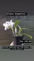 Cattleya walkeriana semi alba Puanani 4n x Orlando Mazzetto - comprar online