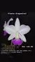 Cattleya walkeriana semi alba Puanani 4n x Orlando Mazzetto