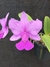 Cattleya walkeriana tipo Teteus x Heitor