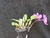 Cattleya walkeriana tipo Teteus x Heitor - comprar online