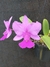 Cattleya walkeriana tipo Teteus x Heitor na internet