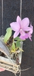 Cattleya walkeriana Vinicolor (Marden x Coqueiro ) x Tijolo - comprar online