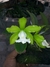 Cattleya Aclandiae alba Maria Severina x albescens Carolyne - comprar online