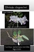 Cattleya walkeriana coerulea Bqorchids. - comprar online