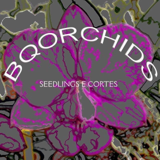 Orquidário Bqorchids