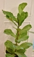 Ficus Pandurata M - comprar online