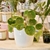 Pilea peperomoides en internet