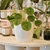 Pilea peperomoides - comprar online