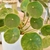 Pilea peperomoides