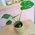 Monstera Borsigiana - comprar online