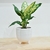 Dieffenbachia Amoena - comprar online