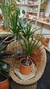 Dracena Marginata XL - comprar online