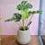 Monstera Deliciosa XL - comprar online