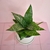 Sansivieria enana - comprar online