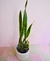 Sansevieria + Maceta Pintor en internet