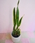 Sansevieria (Dracaena) trifaciata grande en internet