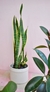 Sansevieria (Dracaena) trifaciata grande