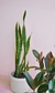 Sansevieria + Maceta Pintor