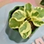 Peperomia Obtusifolia Variegada - comprar online