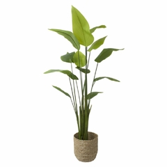 Planta Canna h1.76