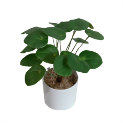 Planta FA164 30cm