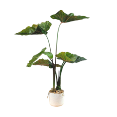 Planta FA496 70cm