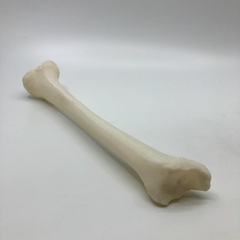 Tibia