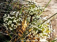 Imagem do Pico das Agulhas Negras