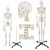 Esqueleto humano articulado 180 cm de altura - comprar online