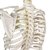 Esqueleto humano articulado 180 cm de altura en internet