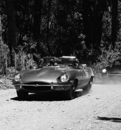 Cuadro Panorámico Jaguar en internet