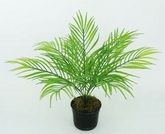 Planta - ARECA BUSH - 44 cm