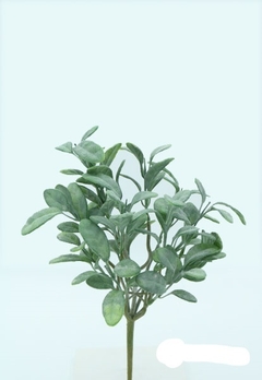 Vara - SALVIA BUSH - 31 cm