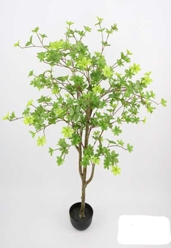 Planta - Árbol BLACK OLIVE - 1.52 mts