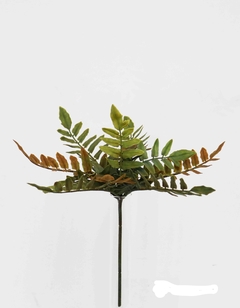 Planta - CLOAK FERN PICK - 27 cm