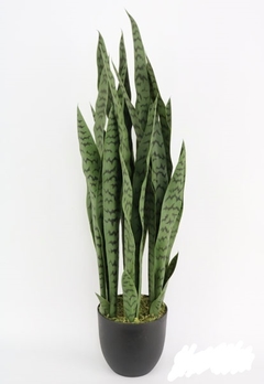 Planta - SANSEVIERIA - Maceta Plástica - 91 cm.