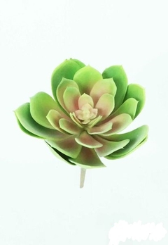 Planta - ECHEVERIA PICK - 18 cm