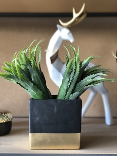 Planta - Vara Aloe Dorado - 27 cm - comprar online