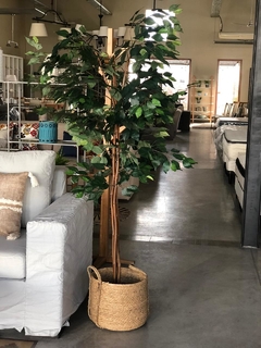 Ficus Varios Tamaños - comprar online