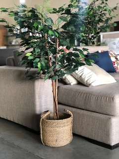 Ficus Varios Tamaños