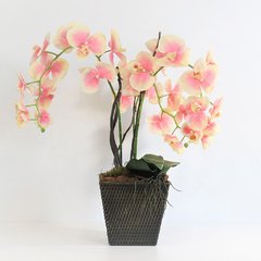 Arranjo de Orquídea Phalaeopsis com Cachepot