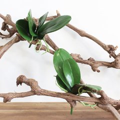 Folha Artificial de Orquídea Phalaenopsis - comprar online