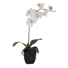 Orquídea Phalaenopsis no Pote - Branca e Rosa - comprar online