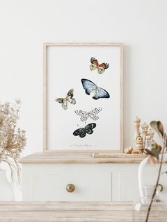 Print Póster Mariposas